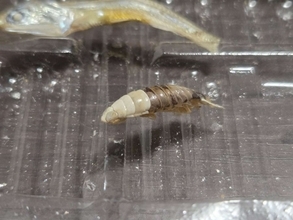 煮干しの中に紛れてた〝エイリアン〟に4.9万人注目「鳥肌が止まらん」「こんなの出てきたら泣き喚く」