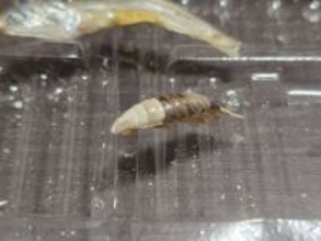 煮干しの中に紛れてた〝エイリアン〟に4.9万人注目「鳥肌が止まらん」「こんなの出てきたら泣き喚く」