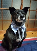 飼い主お手製「ファッションアイテム」で超誇らしげ　凛々しい〝ジェントルわん〟に1.5万人喝采