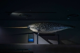 「うそだろ？！」「絶対見に行かなくちゃ」　三重・鳥羽水族館の〝激レア展示〟に5.4万人驚がく