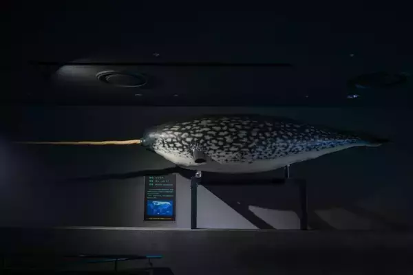 「うそだろ？！」「絶対見に行かなくちゃ」　三重・鳥羽水族館の〝激レア展示〟に5.4万人驚がく