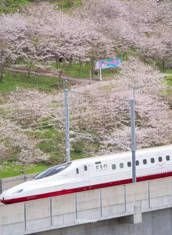 「桜との共演時間は、たった5秒　西九州新幹線「かもめ」を迎える〝地元からのおもてなし〟が美しい」の画像