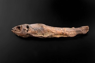 「干物にしか見えない」と噂の〝魚のミイラ〟　どういう存在？渋谷・古代エジプト美術館に聞く