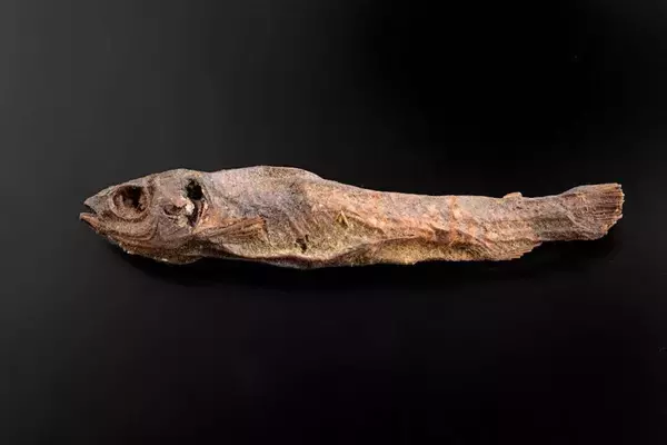 「干物にしか見えない」と噂の〝魚のミイラ〟　どういう存在？渋谷・古代エジプト美術館に聞く