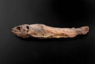 「干物にしか見えない」と噂の〝魚のミイラ〟　どういう存在？渋谷・古代エジプト美術館に聞く