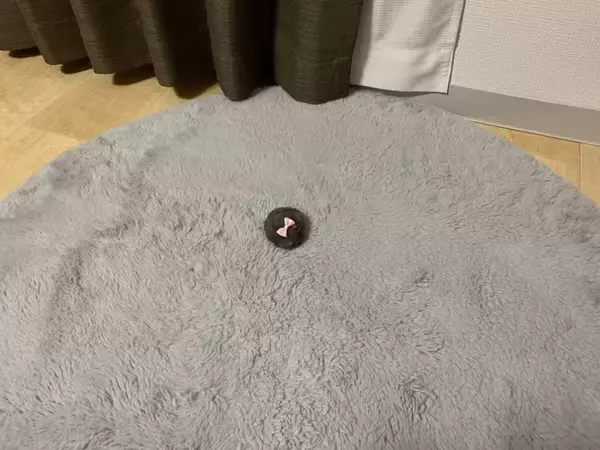 メイクパフ？いいえ、ペットです　リボン付きもふもふの〝正体〟が可愛すぎて...7.4万人もん絶