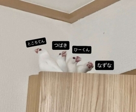 「フォーメーション完璧すぎwww」「げきかわ」 文鳥たちによる〝ちゅんちゅんトレイン〟に2.3万人感心