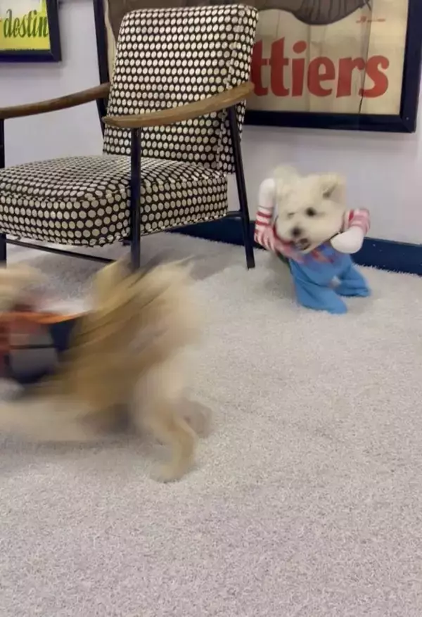 2万人をふるえ上がらせた犬の〝恐ろしい一面〟　ある夜の姿に「躍動感がこわい」「ステゴロのチャッキー」