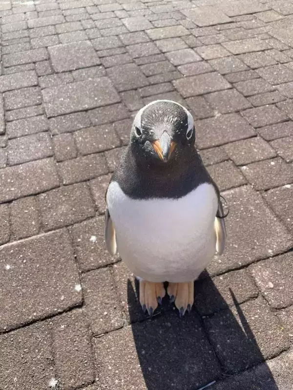 「この子の親になりたい」　水族館スタッフが思わず激写したペンギンの〝謎ポーズ〟に3.3万人もん絶