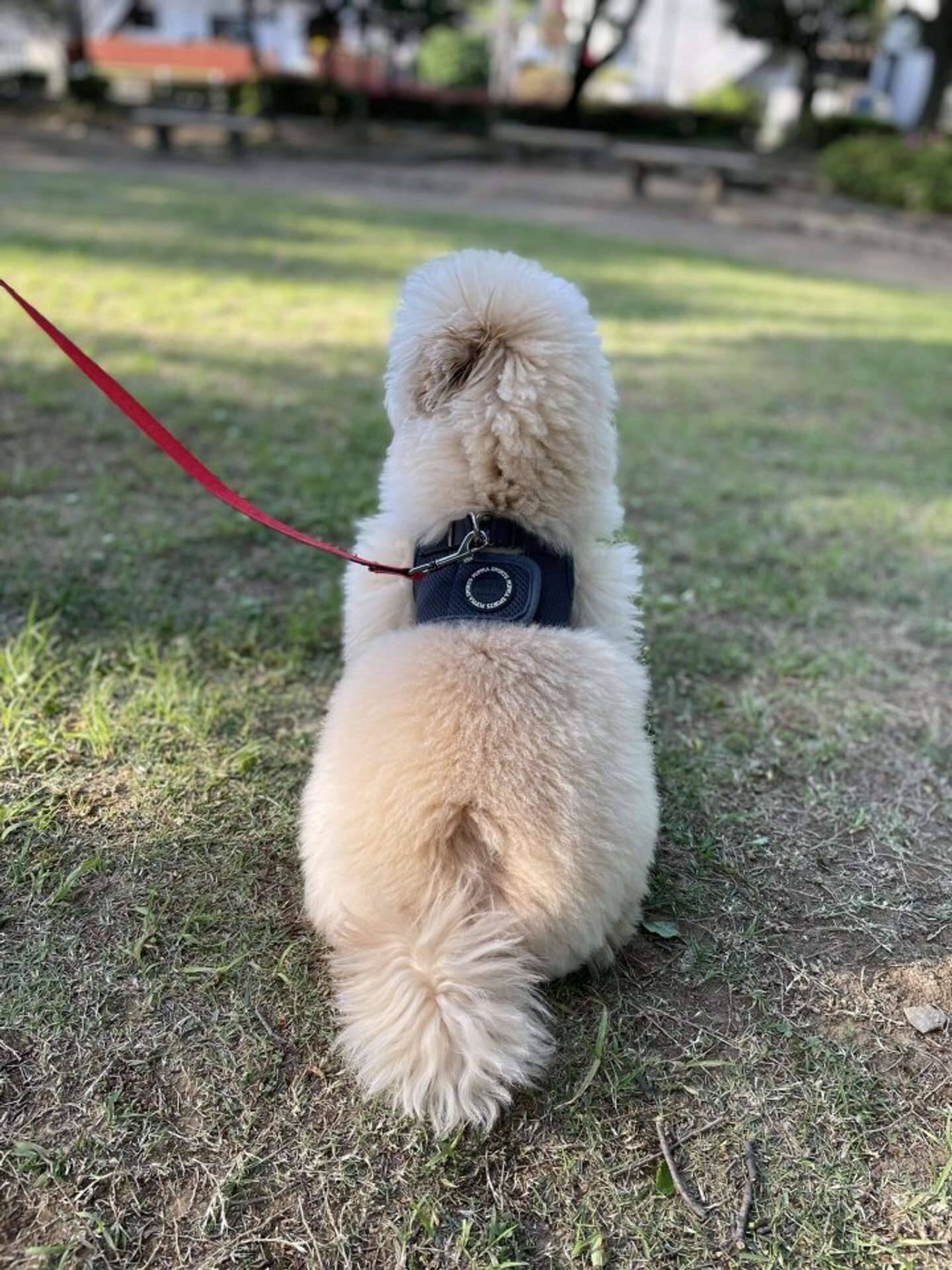 おすわり中のワンコに とても綺麗 カワユス の声 いったい 何が ぷりっぷり具合に注目 22年3月17日 エキサイトニュース