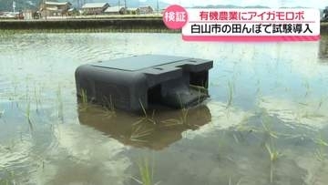 “合鴨農法”からヒント｢アイガモロボ｣　土かき回し雑草の光合成防ぐ　石川・白山市で検証