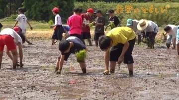 【能登のともしび】“復興のシンポル”能登でのトキ放鳥にむけ機運高まる　児童が餌場の田んぼ作り