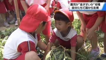 ｢重い！重い！｣ 園児が育てた“金沢すいか”を収穫体験　地元の夏の味を存分に堪能