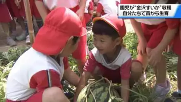 ｢重い！重い！｣ 園児が育てた“金沢すいか”を収穫体験　地元の夏の味を存分に堪能