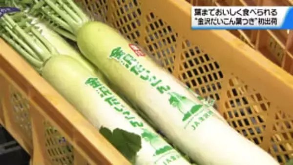 葉まで美味しく食べられる”金沢だいこん葉つき”初出荷　おでんやシチューに…