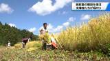 「住民全員が避難し無人集落に　震災被害受けた石川・珠洲市の棚田で稲刈り」の画像1
