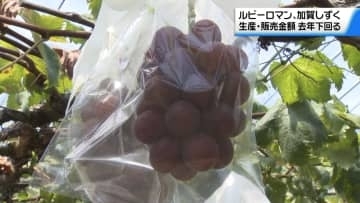 ルビーロマン・加賀しずく　出荷量・販売額が去年下回る