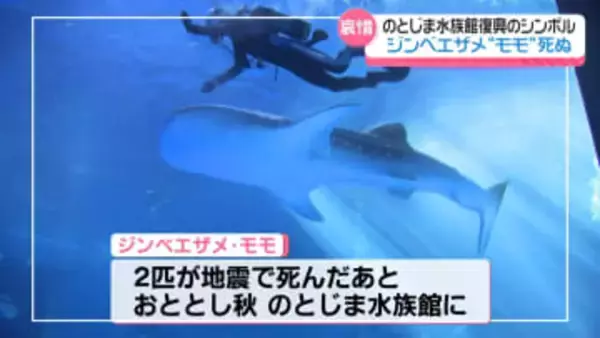 “復興のシンボル”ジンベエザメ｢モモ｣死ぬ　地震被害ののとじま水族館　再び人気者が不在に