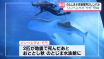 “復興のシンボル”ジンベエザメ｢モモ｣死ぬ　地震被害ののとじま水族館　再び人気者が不在に