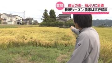 “稲刈りに影響”連日の石川の雨　コメを届けるために試行錯誤　コシヒカリ新米は11日店頭に