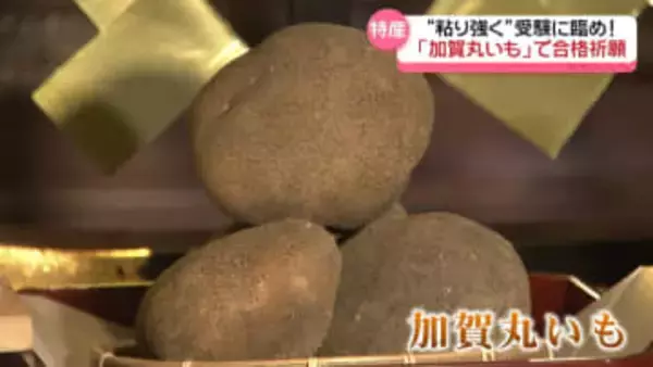 “粘り強さ”で合格を！　受験の縁起物｢合格加賀丸いも｣　金澤神社で難関突破を祈願