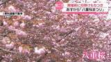 「石川・富山の県境 倶利伽羅で｢八重桜まつり｣　開幕前に厄除け餅つき　八重桜6000本 麓は満開」の画像1