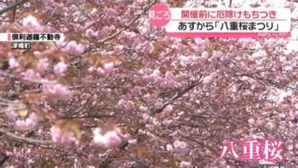 石川・富山の県境 倶利伽羅で｢八重桜まつり｣　開幕前に厄除け餅つき　八重桜6000本 麓は満開