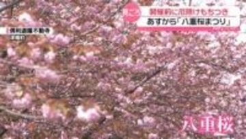 石川・富山の県境 倶利伽羅で｢八重桜まつり｣　開幕前に厄除け餅つき　八重桜6000本 麓は満開
