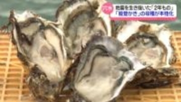 震災生き延びた2年もの“能登かき”　大きく育ち水揚げ　｢応援してくれる皆さまに食べていただきたい｣