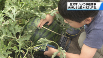 おいしい見分け方は”音”　石川・金沢市で旬を迎えた金沢すいかの収穫体験