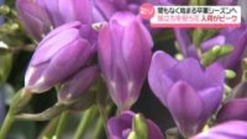 石川の“旅立ちを祝う花”｢エアリーフローラ｣　卒業シーズン控え生花店は準備で大忙し