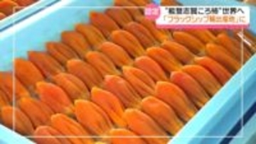 高級干し柿｢能登志賀ころ柿｣　国の“フラッグシップ輸出産地”に認定　台湾への海外輸出の業績認められる