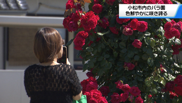 石川県内は高気圧に覆われ気温上昇　小松運動公園のバラ園　バラが見頃迎える