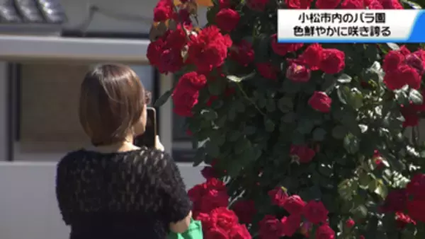 石川県内は高気圧に覆われ気温上昇　小松運動公園のバラ園　バラが見頃迎える