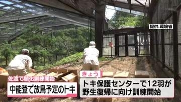 能登で2回目のトキ放鳥にむけて　新潟の佐渡トキ保護センターで12羽　野生復帰への訓練始まる