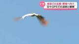 「本州初のトキ放鳥から4日　能登での定着・繁殖に向けて　GPSでの追跡と観察の日々」の画像1