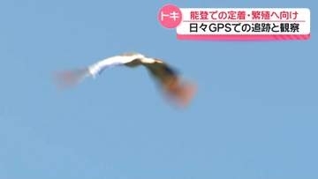 本州初のトキ放鳥から4日　能登での定着・繁殖に向けて　GPSでの追跡と観察の日々