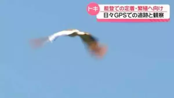 本州初のトキ放鳥から4日　能登での定着・繁殖に向けて　GPSでの追跡と観察の日々
