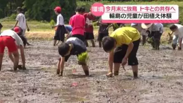 “トキとの共存”目指して　石川・輪島市の児童　トキが生息するための田んぼ作り体験
