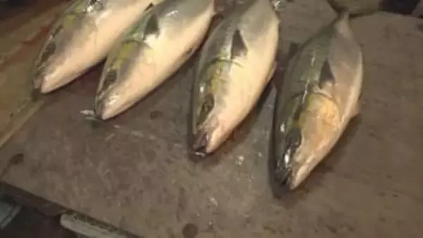 石川県寒ブリの水揚げ量前の年の3割に落ち込む　来年3月までの漁期中に水揚げ量が増加する可能性も