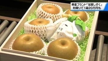 石川県産ブランド梨「加賀しずく」の初競り　プレミアムは1箱20万円