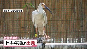 今後のトキ放鳥に向けて…　いしかわ動物園生まれのトキ4羽　新潟県佐渡市に送られる