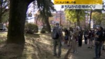 石川・金沢市のまちなかにある巨大な樹木をめぐる　ふるさとの自然を身近に感じる