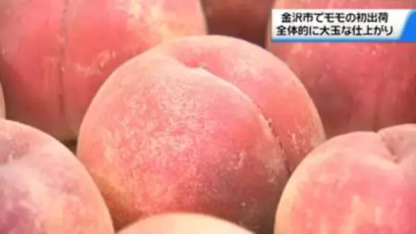 金沢産“モモ”出荷始まる　ことしは全体的に大玉 甘さ・色も十分　17日昼過ぎには店頭に