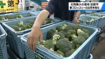 春ブロッコリーの出荷本格化　｢天ぷらが特におすすめ｣　北陸最大産地の石川・加賀市