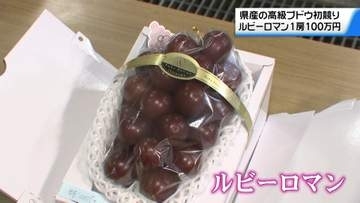 ことしの最高値は“1房100万円”　石川の高級ブドウ｢ルビーロマン｣が初競り