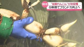 炎天下の中で初収穫 ｢加賀れんこん｣　国のお墨付き“GI制度”に登録後初の収穫作業