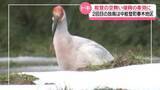 「能登で2度目の“トキ放鳥”　石川・中能登町の春木地区 9月実施で決定　エサ豊富さなどが決め手」の画像1