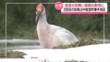 能登で2度目の“トキ放鳥”　石川・中能登町の春木地区 9月実施で決定　エサ豊富さなどが決め手