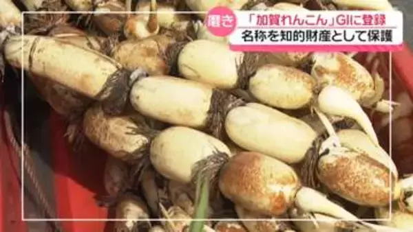 「加賀れんこん」に農水省のお墨付き！名称を知的財産として保護するGI制度に登録